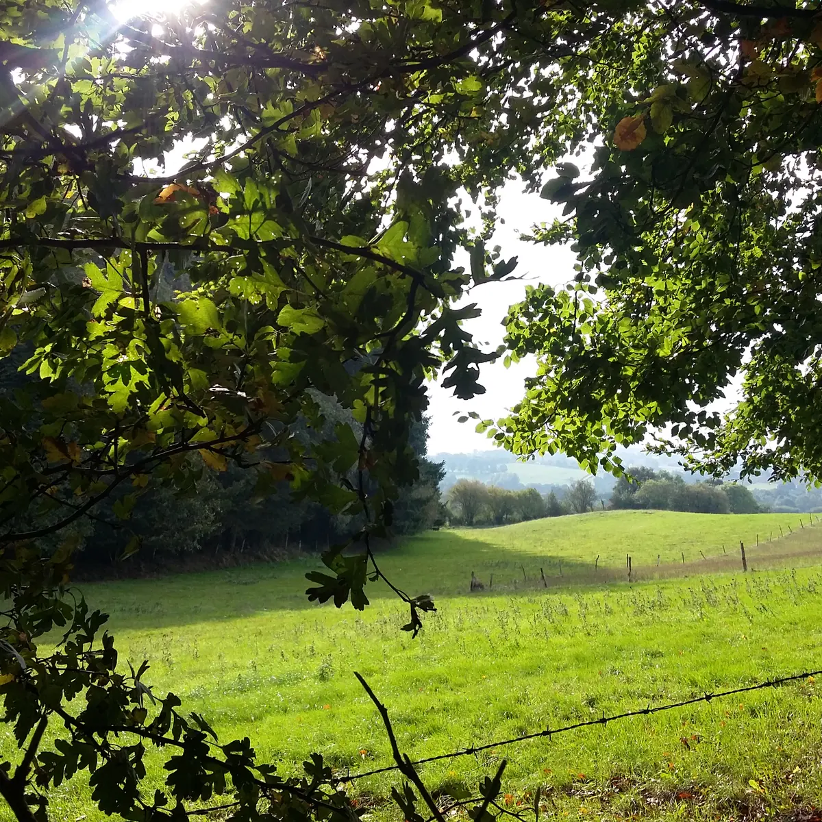 Point de vue - vers Bois du Rochard