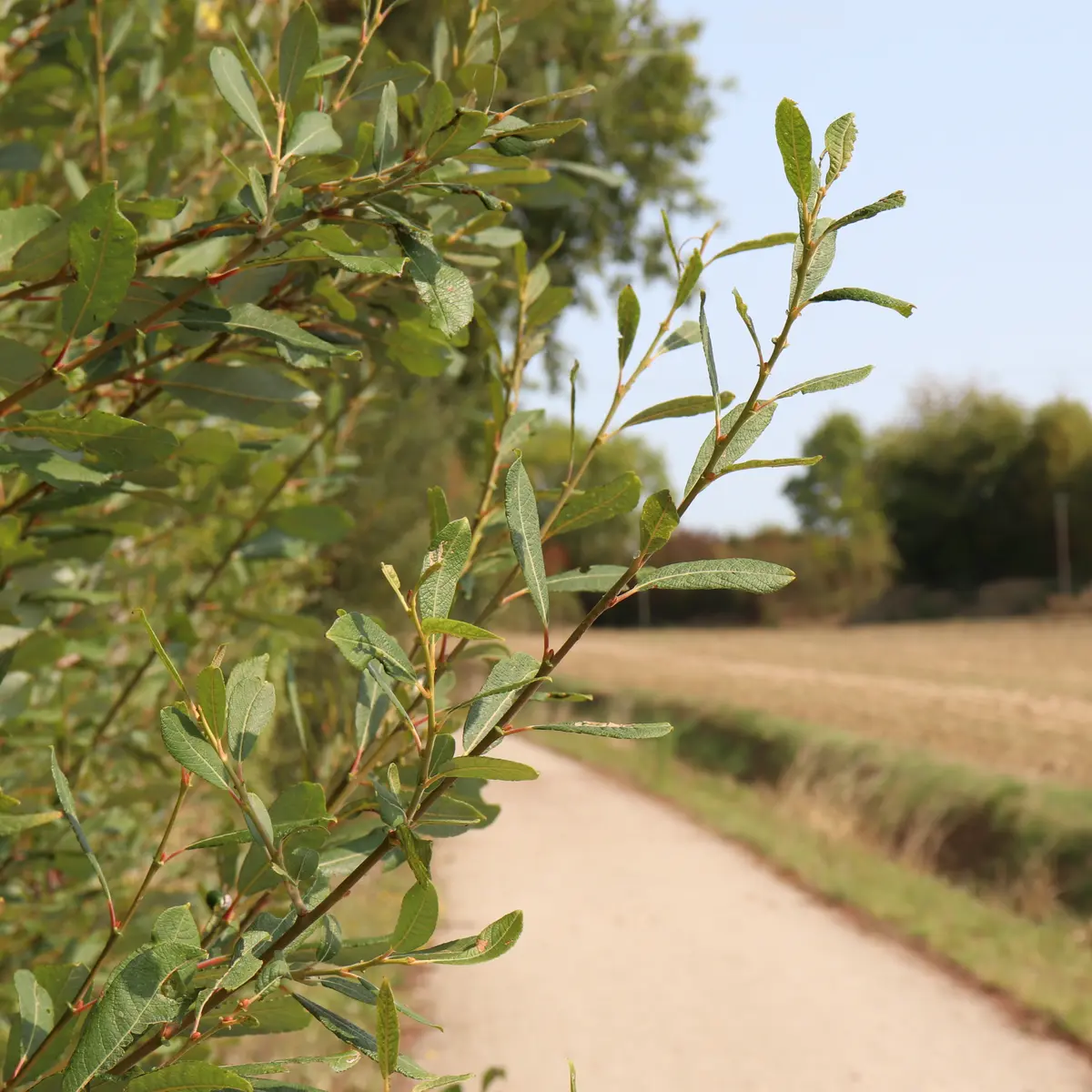 Voie verte Haute Sarthe Alpes Mancelles