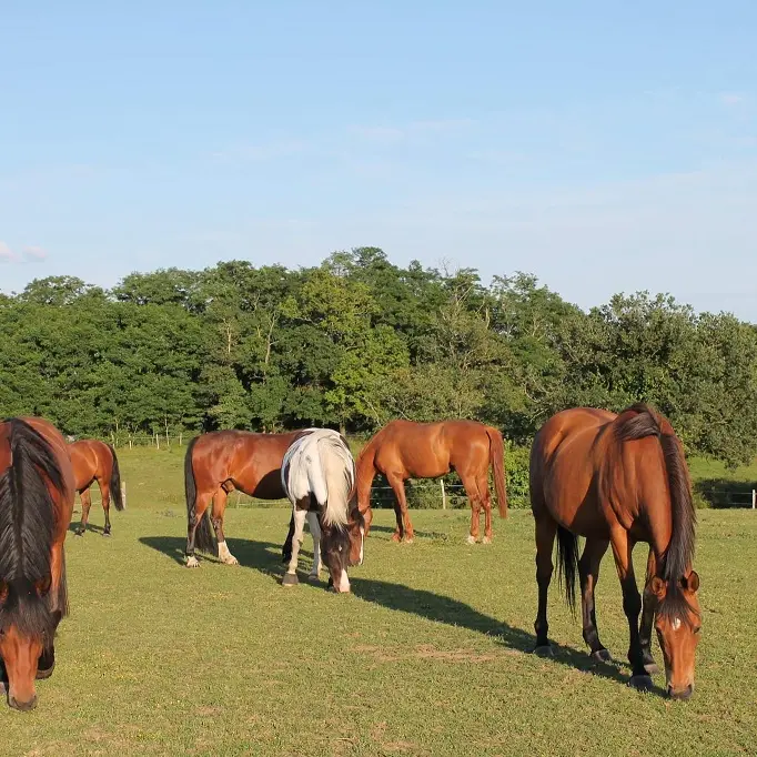 33-vignes-en-selle©MLM (1)