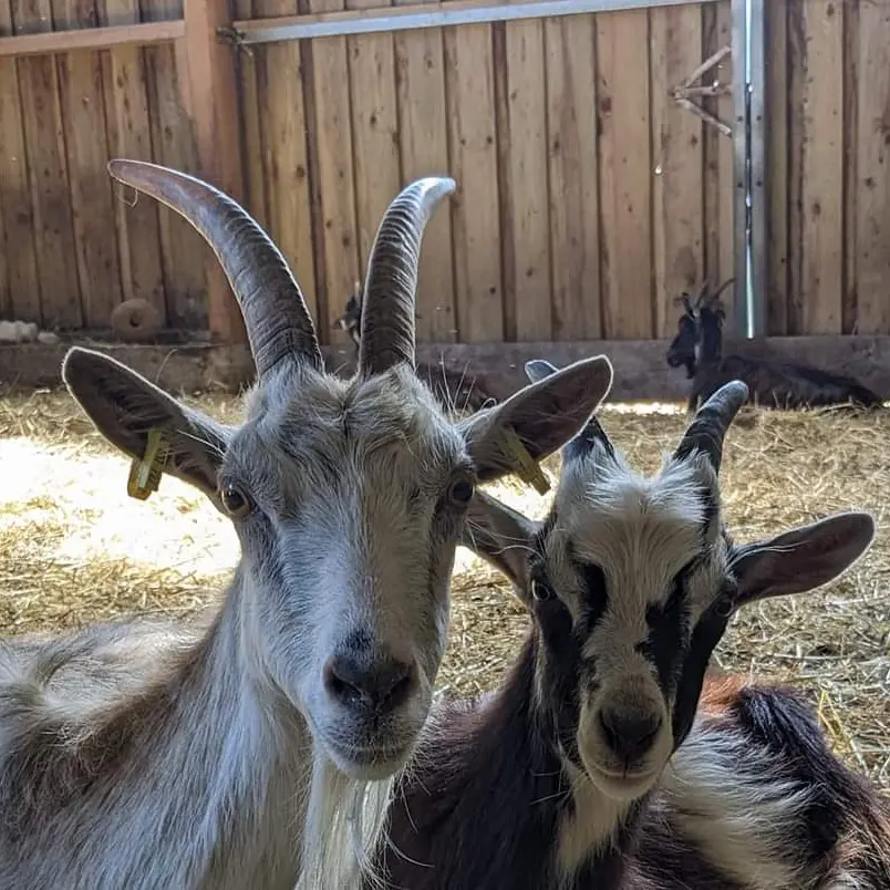 Les Chèvres de St Céneri - Saint-Céneri-le-Gérei - chèvres