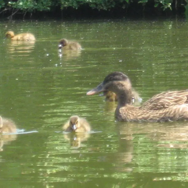 HLO53 - Les Guyonnières6