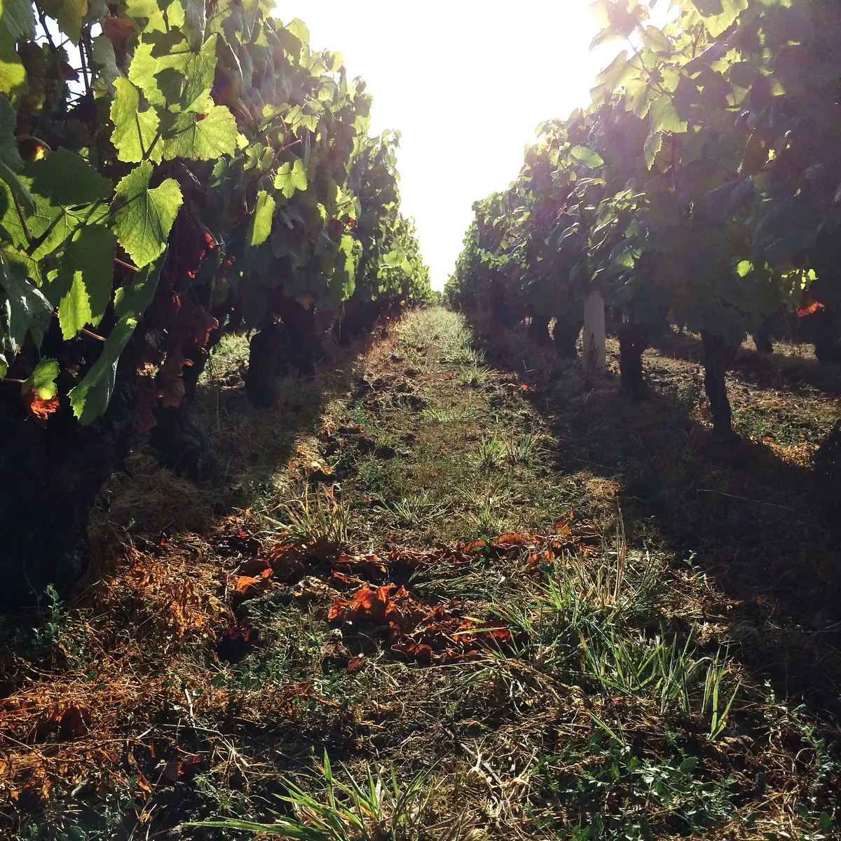 2018-domaine-bruno-cormerais4-st-lumine-de-clisson-44-levignobledenantes-tourisme