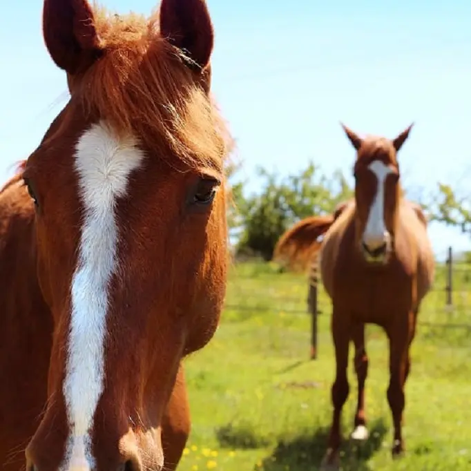 cheval-vignes-en-selle-st-crespin-sur-moine-sevremoine-nantes-cholet-clisson-2