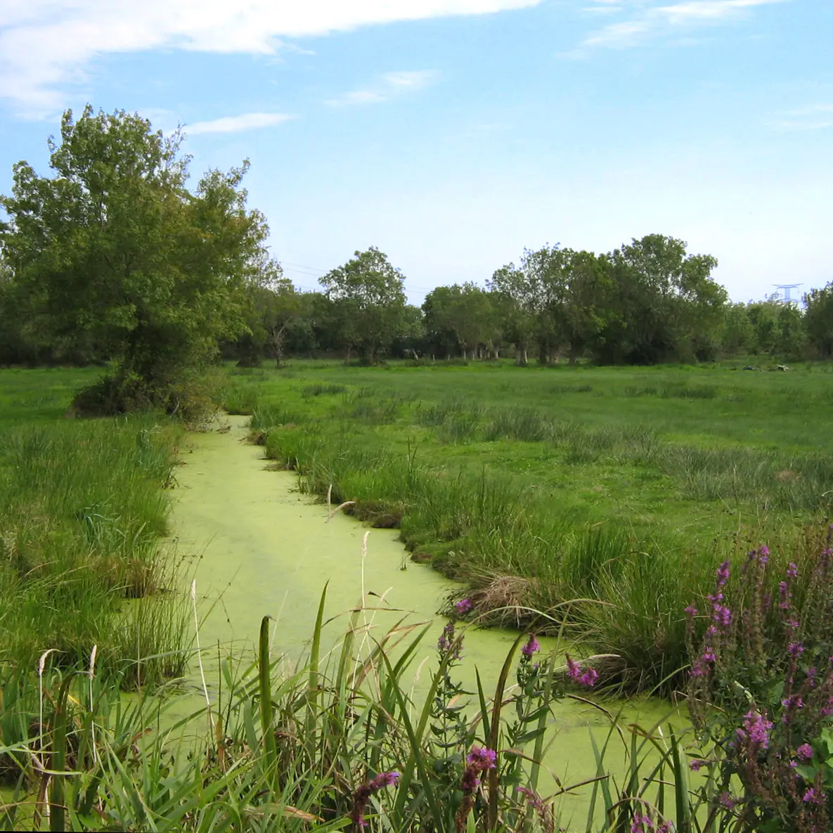 Marais de la Roche - Couverture Marais