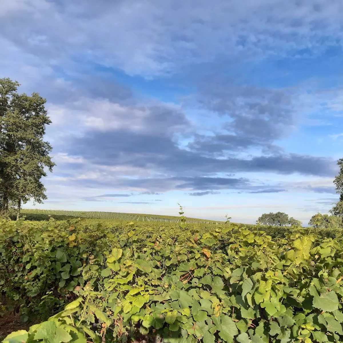 circuit entre moulins et chateaux la haye fouassiere (1)