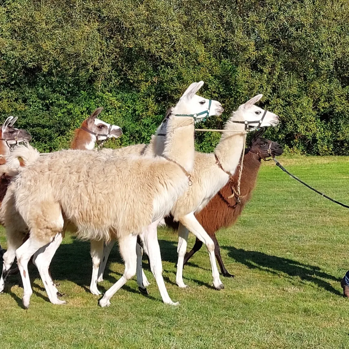 lamas