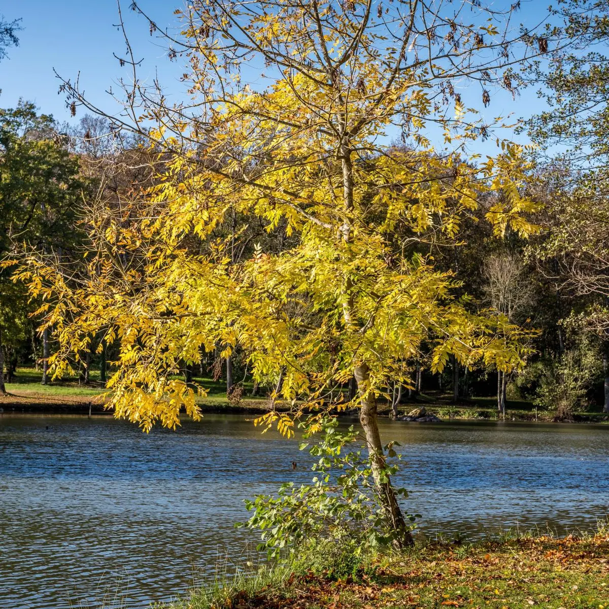 Etang de Courtanvaux