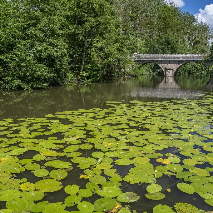 bena-balades-en-nature-accompagnée-sevremoine