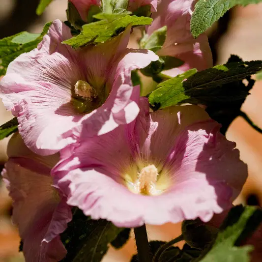 Rose Trémière