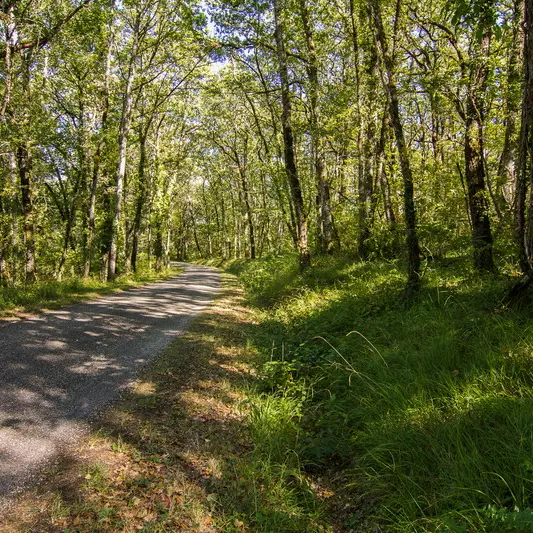 Route en sous-bois