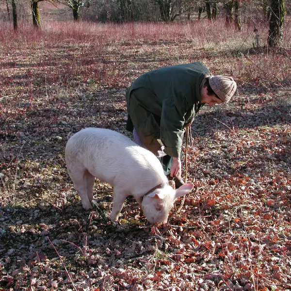 Labenque -  Cavage au Cochon