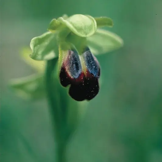 Orchidée : Ophrys Brun