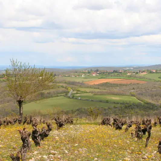 Vue sur les Vignes
