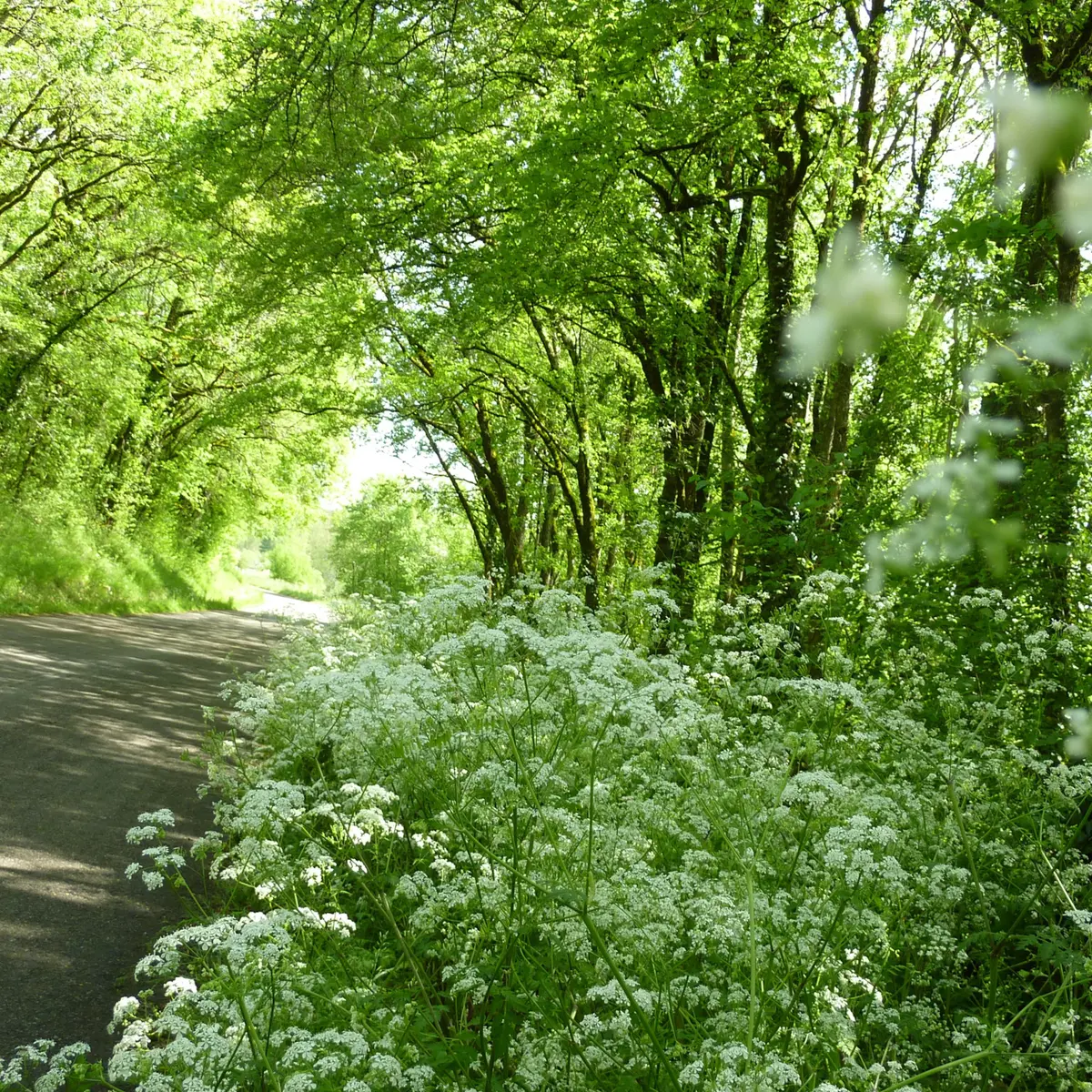 02Sous bois des Grezelles © Lot Tourisme - C. Sanchez