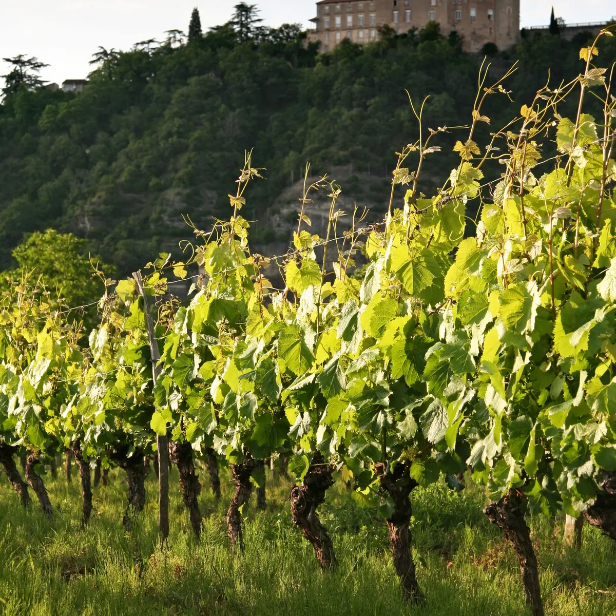 070530_Château de Mercuès