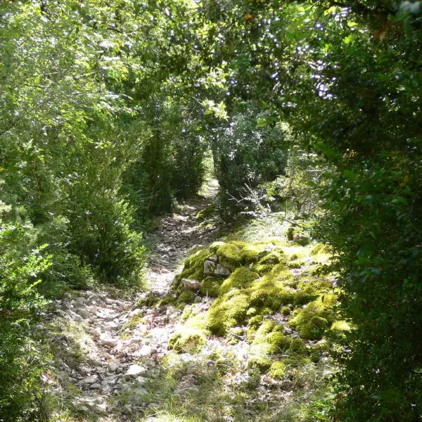 Francoulès : Chemin en Sous Bois
