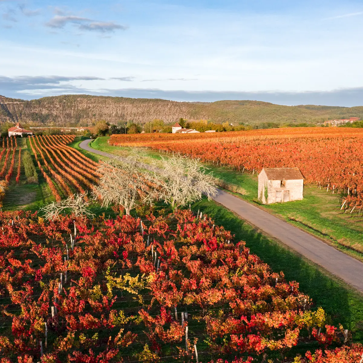 Vignoble de Cahors en automne à Parnac