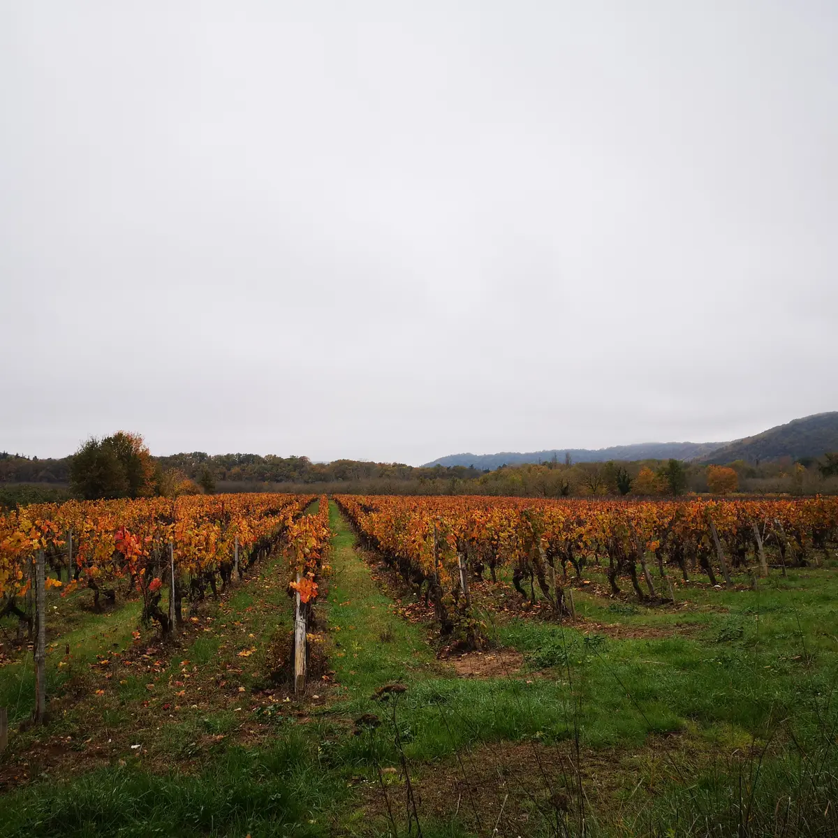 221130_Vignes automne_PR Caillac -