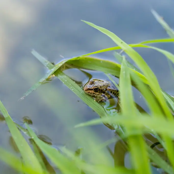 Grenouille dans le Céou