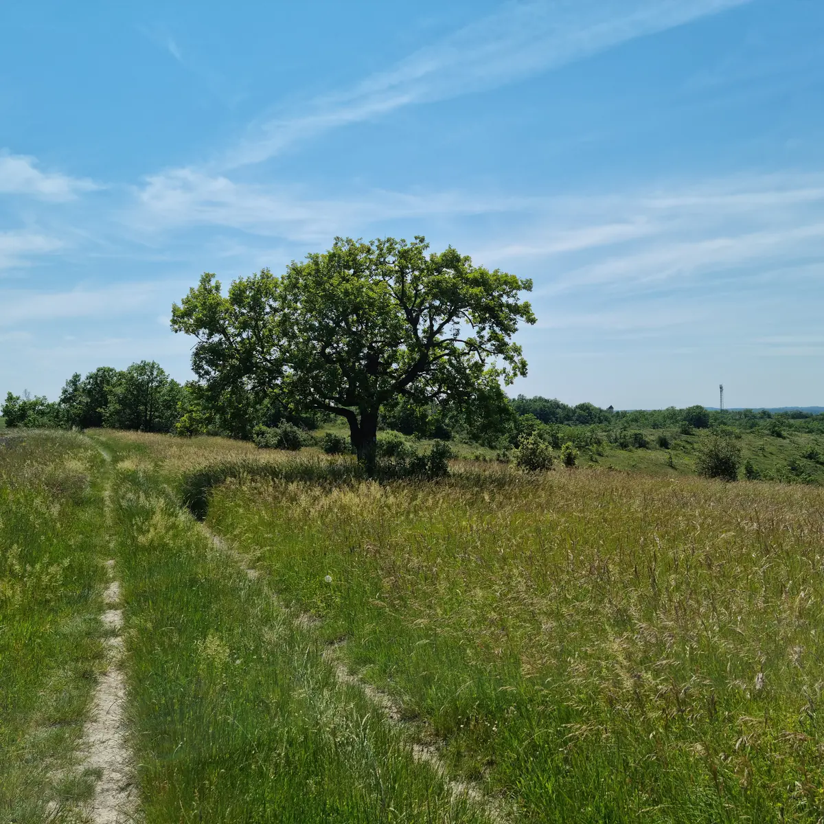 240605_Chêne du Pendu