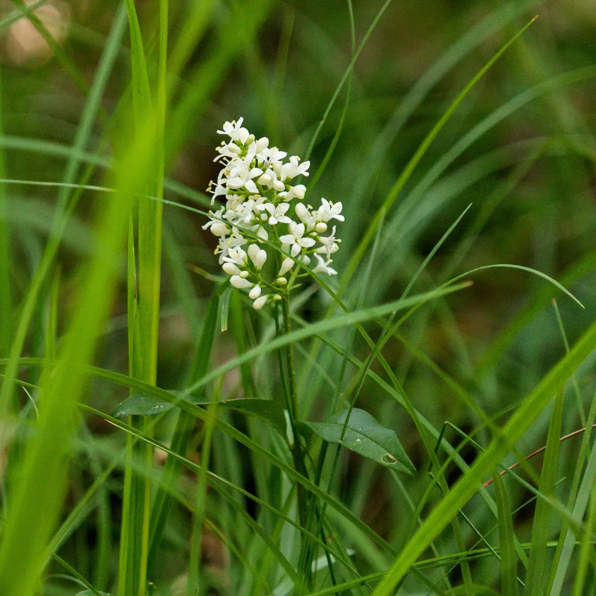 Orchidée à Ussel