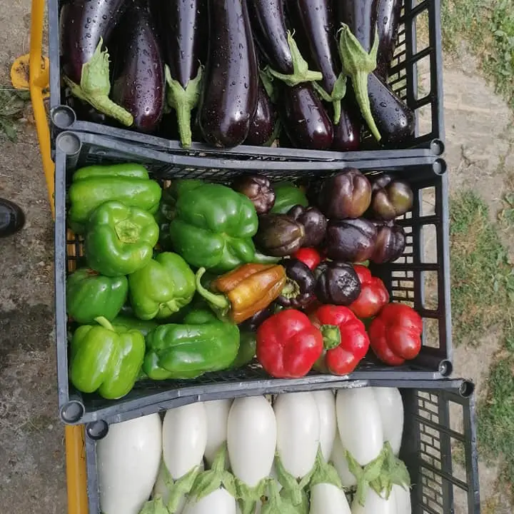 Les jardins d'antan-abussac-légumes