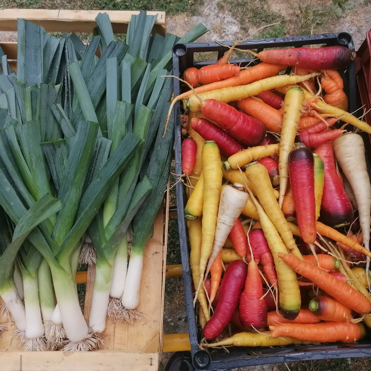 Les jardins d'antan-abussac-légumes