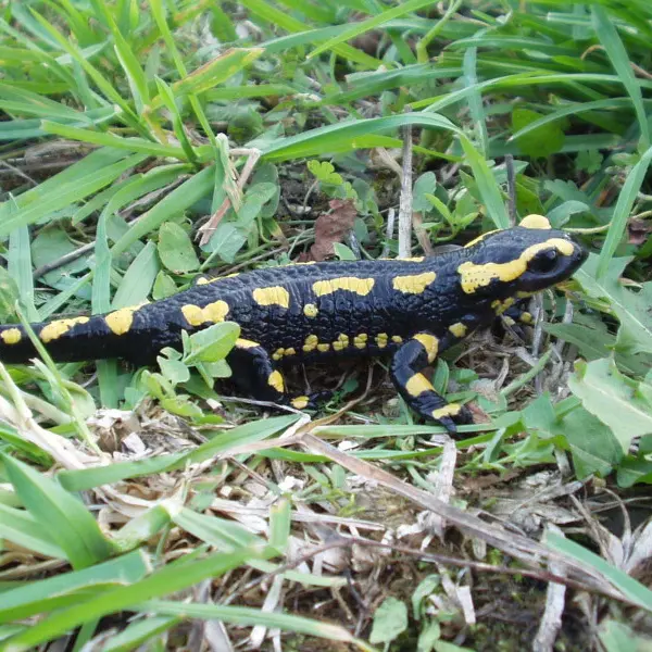 Salamandre