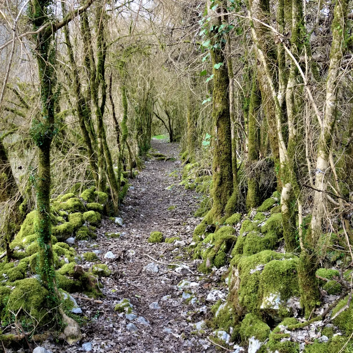 Chemin buis 2©ot-ccclm