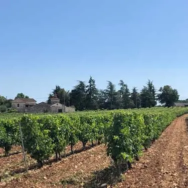 Le vignoble du Clos Siguier