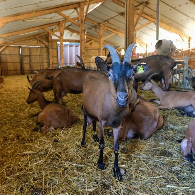 Ferme-de-la-Hulotte_Chèvres1 copie