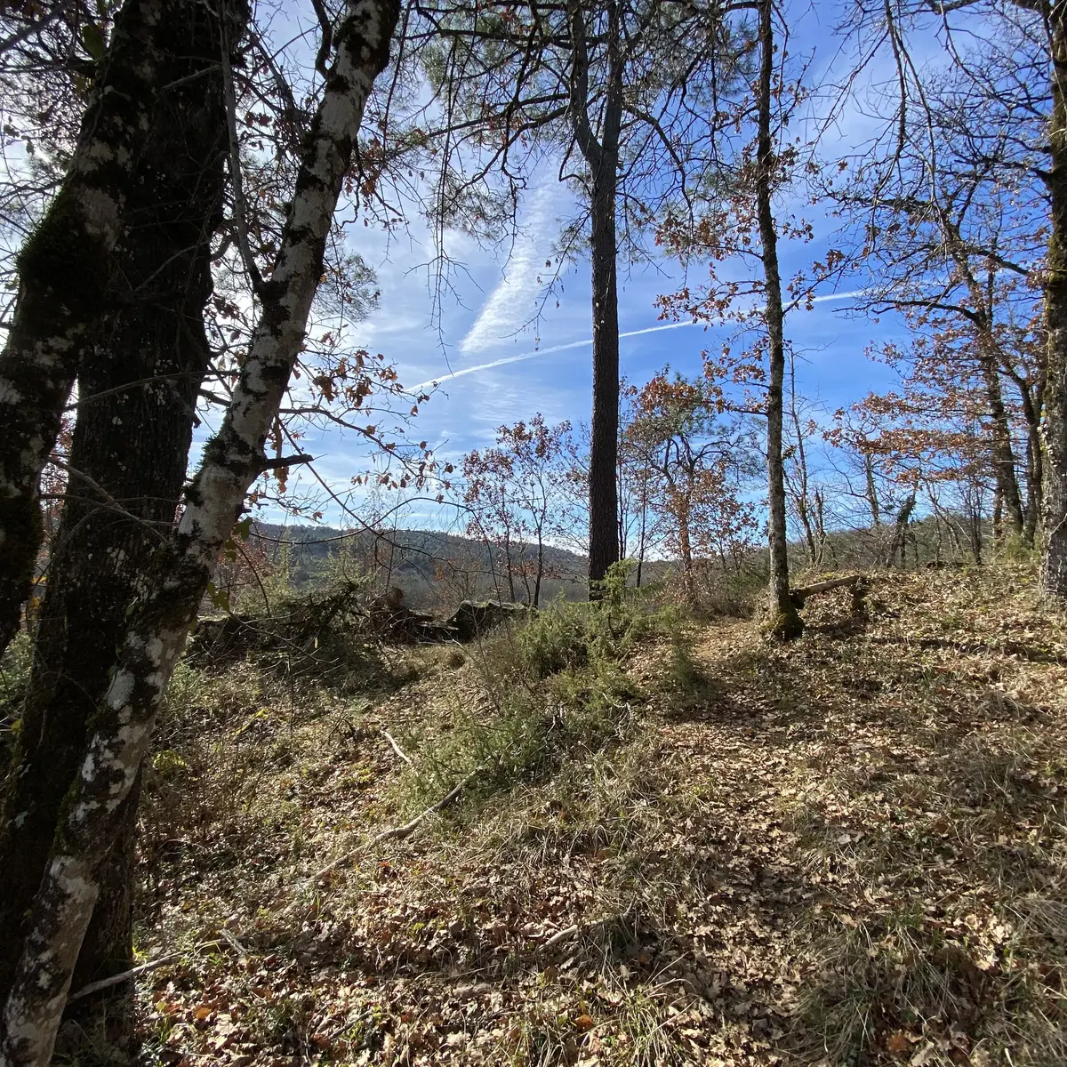 Bois de Poucaty - Poucaty