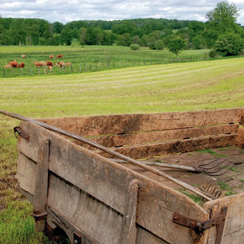 Paysage du Ségala : Vaches en Pâture