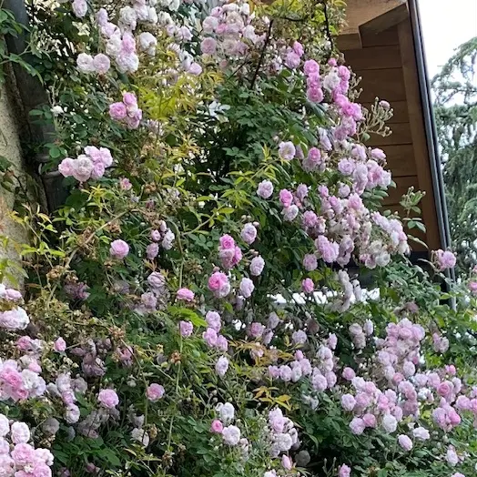 La maisonnette dans les roses1