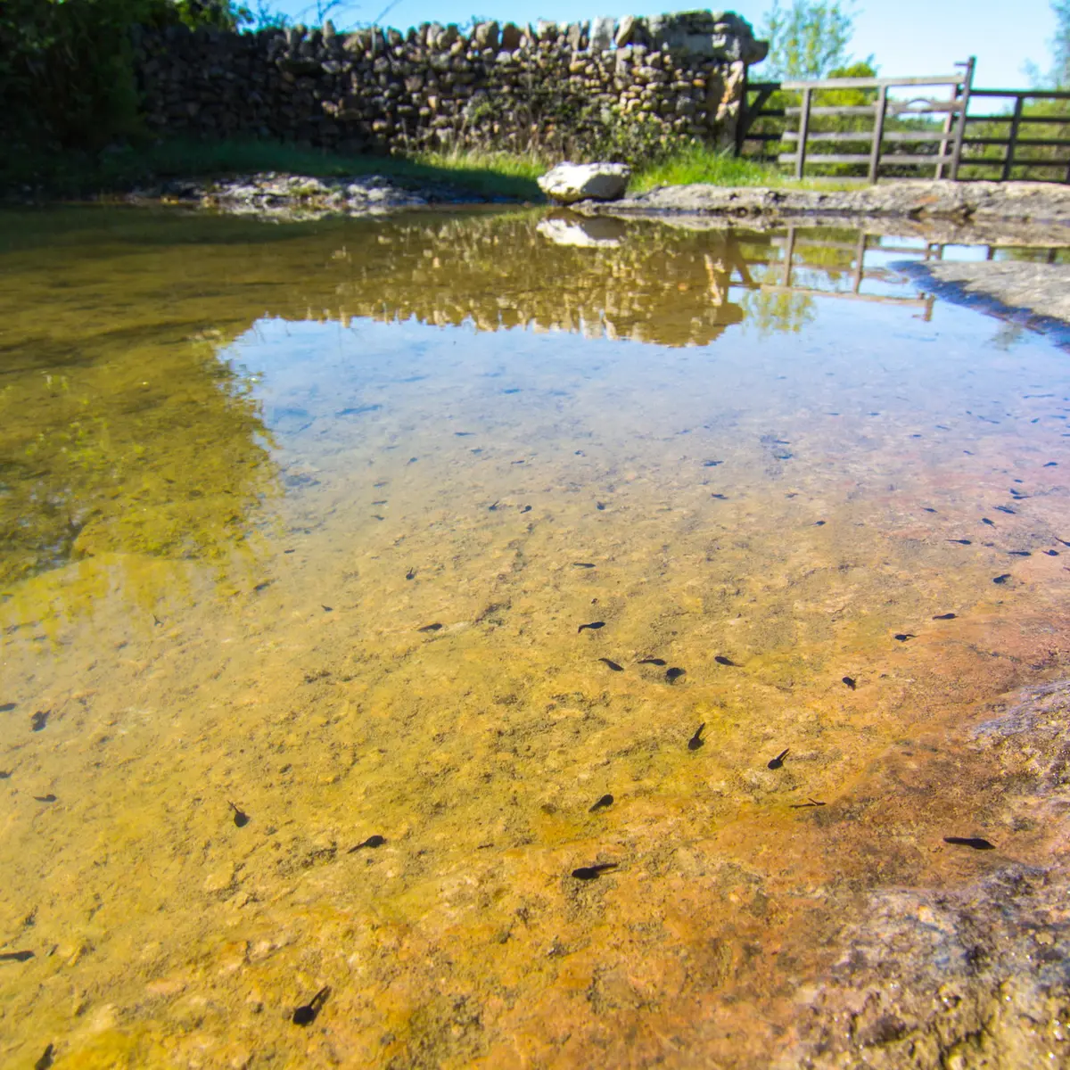 Caniac du Causse - Lac de Saint-Namphaise