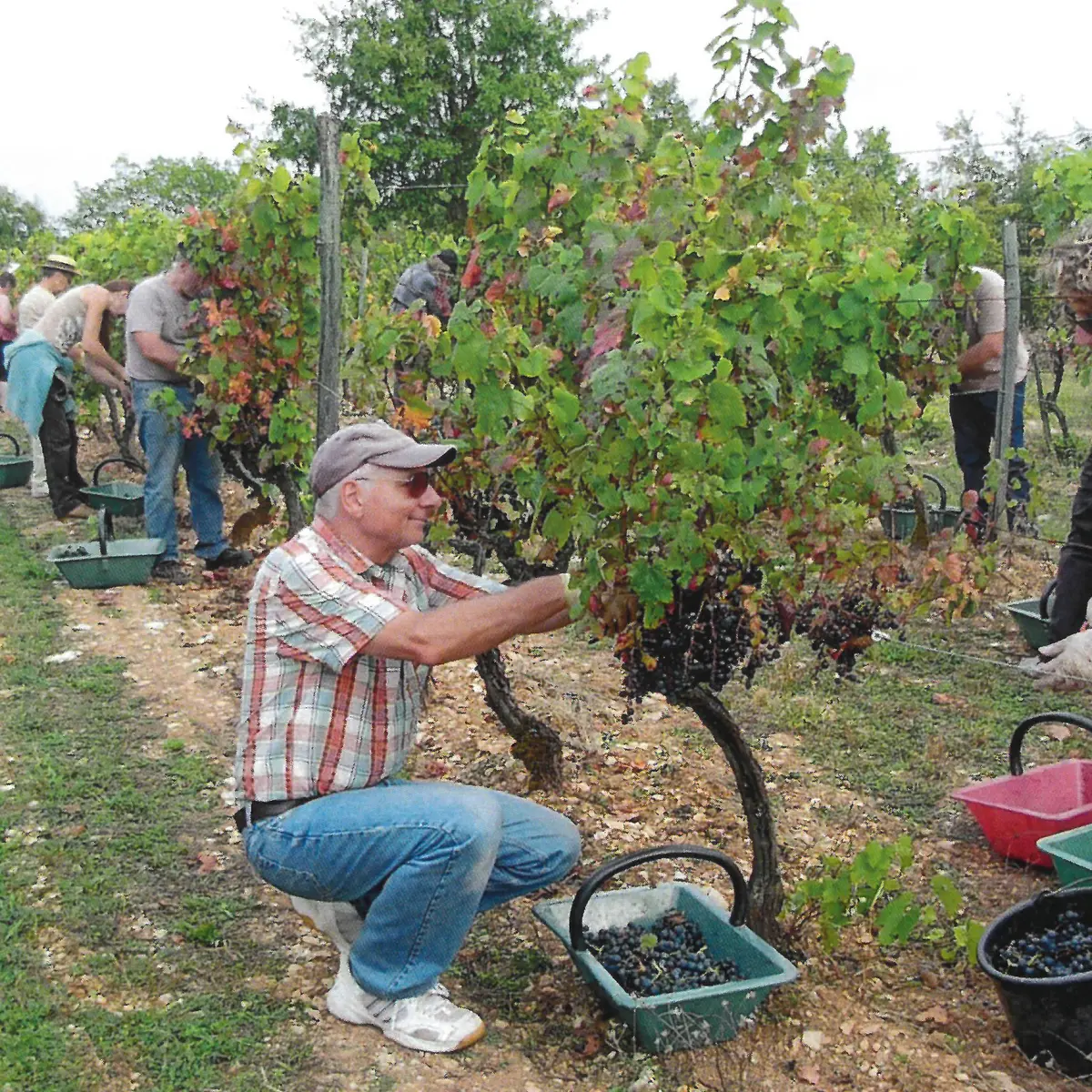 Les vendanges