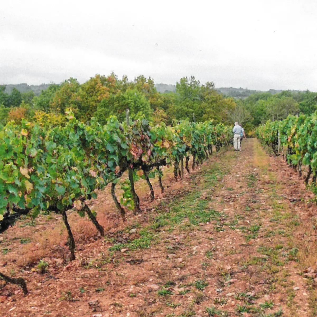 Les vignes