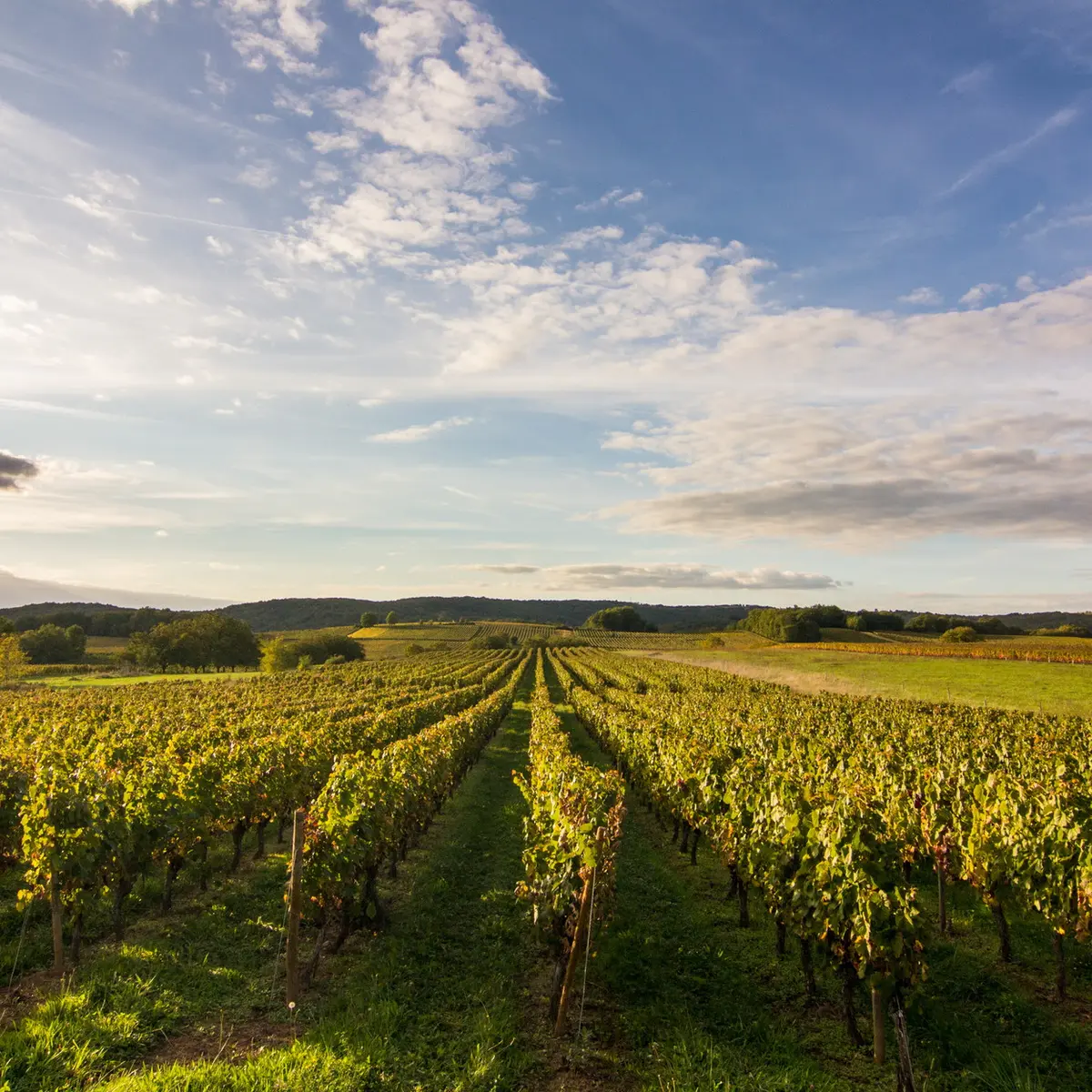 Mercuès -  Vignoble de Cahors