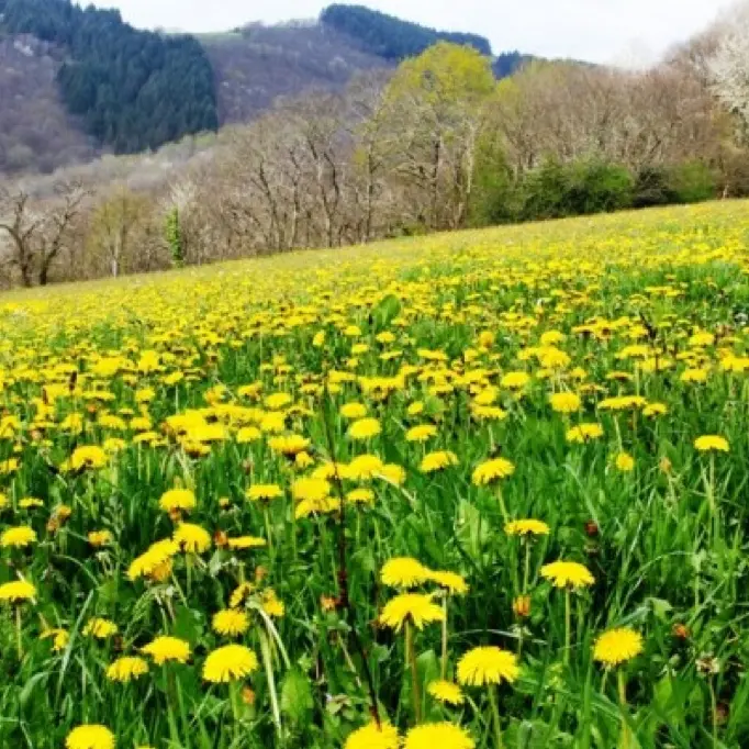 PRENDEIGNES-prairie fleurie