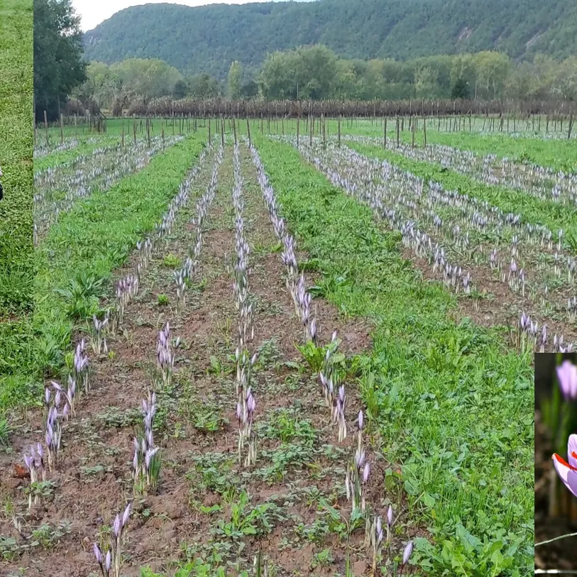 Période de récolte Les safranières en fleurs