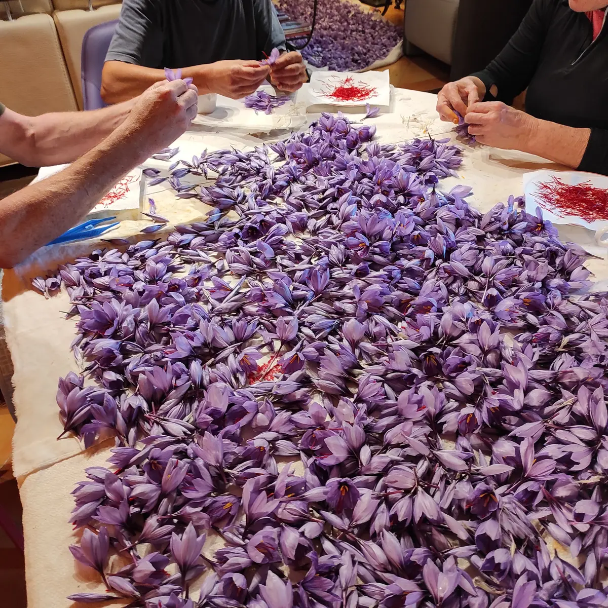 Période de récolte l'émondage