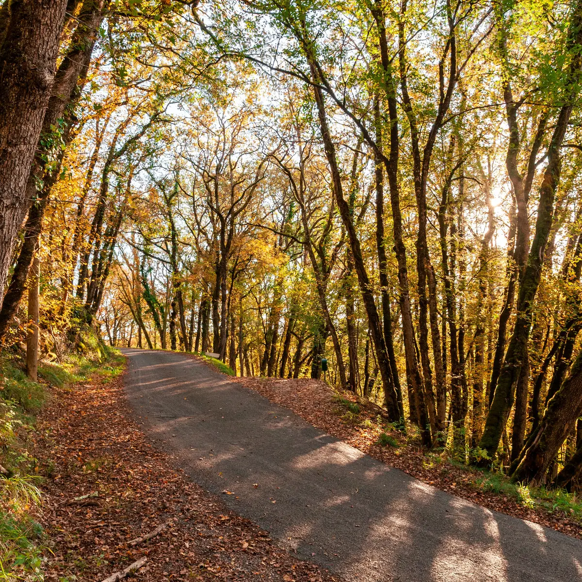 Route d'Automne Concores