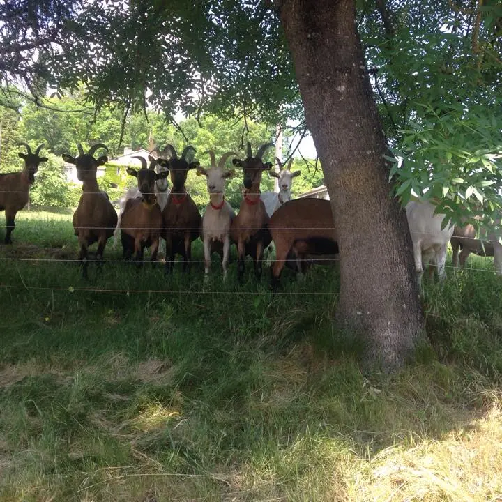 ferme gayrac-chevres