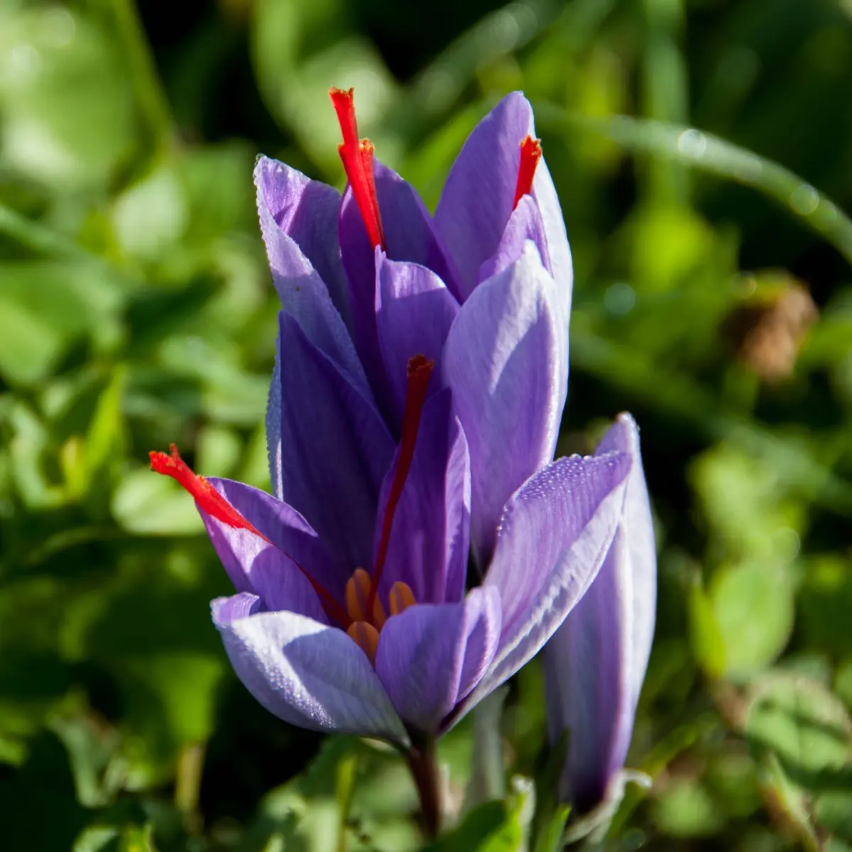 fleur-Crosus Sativus