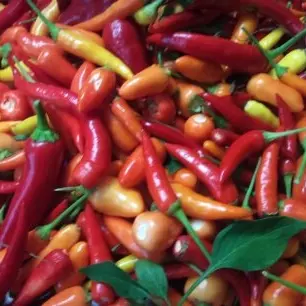 piments cultivés sans intrants chimiques