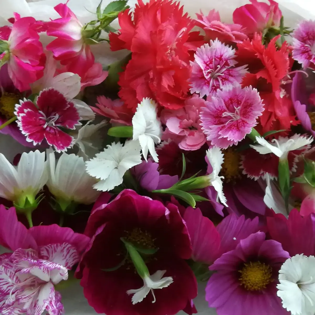 39454676_248602549122480_698688245872984064_n