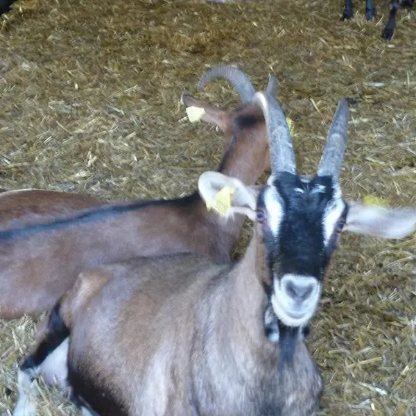 OTLT_DEG_Cabicoulx_Coulx_chèvres