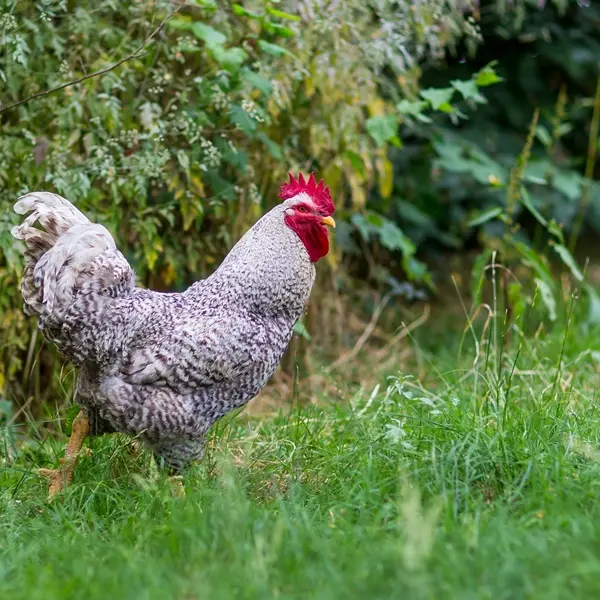 cclt_asc_chaudronmagique_superpoulet