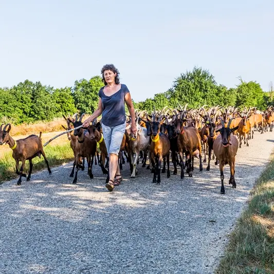 cclt_asc_chaudronmagique_troupeau