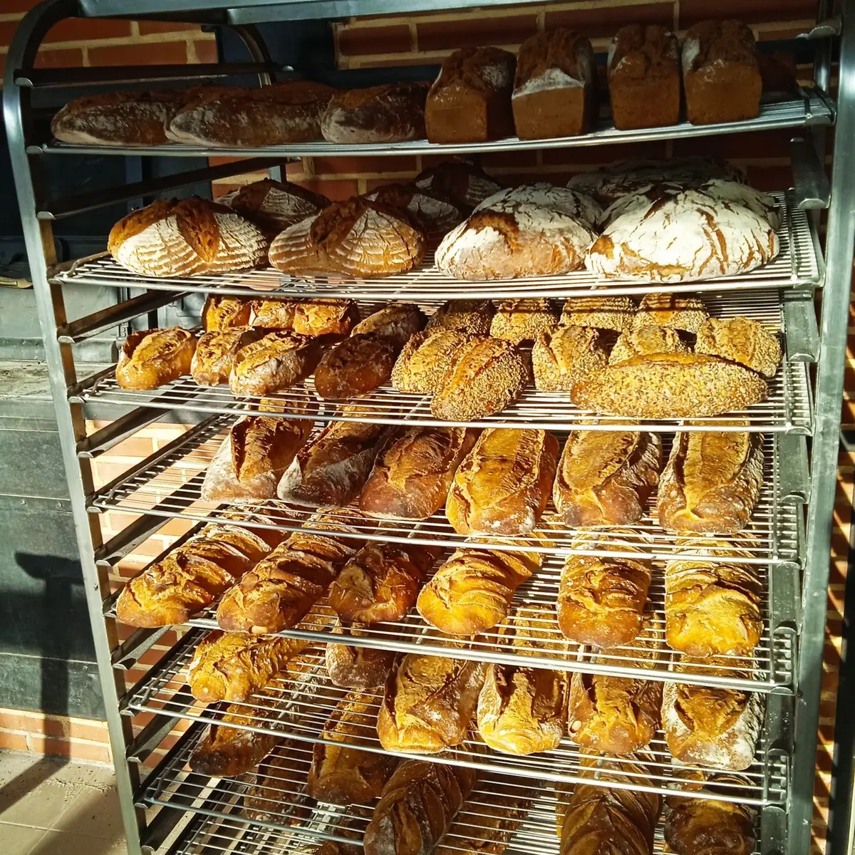 Pains à la sortie du four